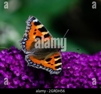 Kleiner Schildpatt-Schmetterling auf Buddleia Stockfoto