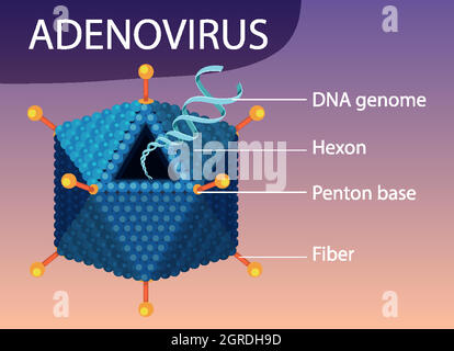 Adenovirus-Strukturdiagramm auf dem Hintergrund des Virus-Symbols Stock Vektor