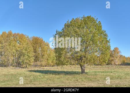 Wunderschöne Herbstlandschaft mit allein stehenden Bäumen mit üppiger Krone in Lichtung an sonnigen Tagen. Stockfoto