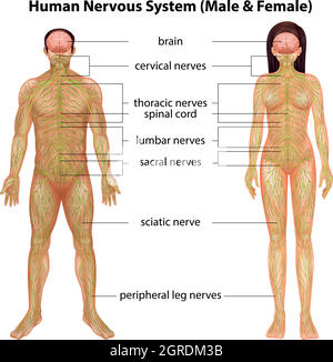 Menschliches Nervensystem Stock Vektor