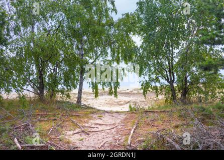 Weg vom Wald zu den Sanddünen der Kurischen Nehrung. Region Königsberg, Russland Stockfoto