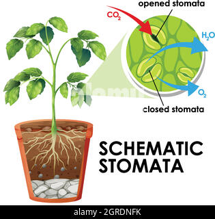 Diagramm mit schematischen Stomata auf weißem Hintergrund Stock Vektor