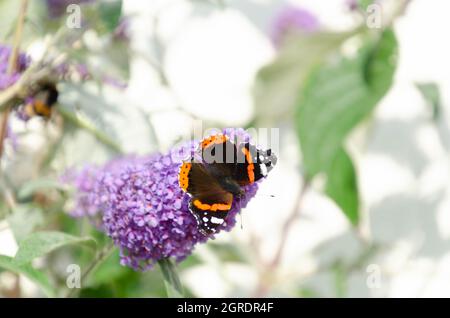 Roter Admiralschmetterling auf Buddleia gegen eine weiße Wand Stockfoto