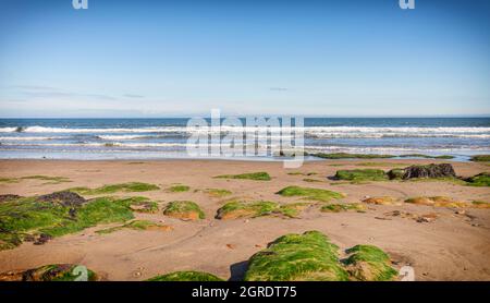 Ein Sandstrand mit Felsen, bedeckt mit Algen im Vordergrund. Das Meer bricht ans Ufer und ein Himmel mit einer hellen Wolke ist oben. Stockfoto