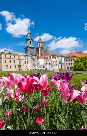 Blühende Tulpenblume auf dem Hügel des königlichen Schlosses Wawel in Polen Stockfoto