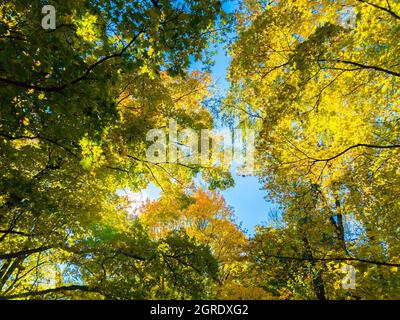 Herbst lebhaft gelb und grün Ahornbäume auf blauem Himmel Hintergrund - Vollformat nach oben Ansicht von unten Stockfoto