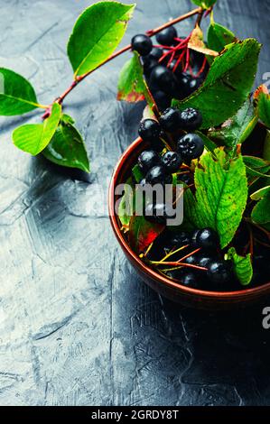 Trauben von frischer Apfelbeere.Aronia melanocarpa.Kräutermedizin und Homöopathie Stockfoto