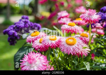 Ewige Blume in der Nähe des Gartens Stockfoto