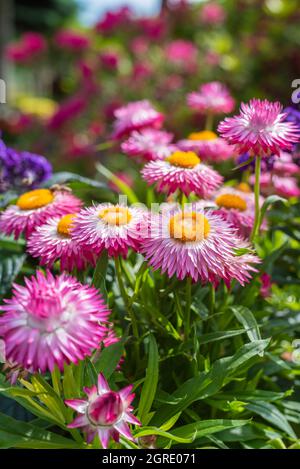 Ewige Blume in der Nähe des Gartens Stockfoto