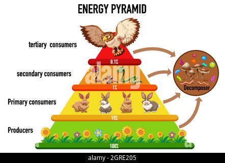 Die Wissenschaft vereinfachte die ökologische Pyramide Stock Vektor