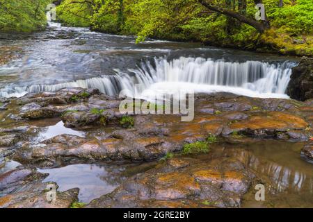 Horseshoe Falls Sgwd-y-Bedol am Nedd Fechan River im Brecon Beacons National Park Brecknockshire Wales Großbritannien Stockfoto