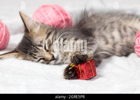 Ein grau gestreiftes Kätzchen schläft auf dem Teppich und hält ein kleines rotes Geschenk in den Pfoten. Stockfoto