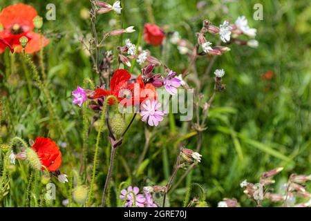 Gemeine Mohnblumen Papaver Rhoeas und rosa Campion Silene dioica Wildblumen wachsen auf einem Feld. Stockfoto