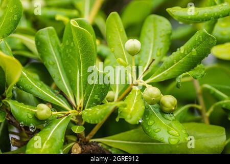 Pittosporaceae immergrüner Strauch und Pflanzen würzen. Stockfoto