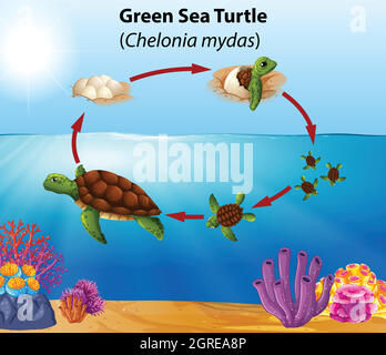 Lebenszyklus der grünen Meeresschildkröte Stock Vektor