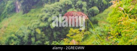 BANNER, LANGFORMAT Landschaft von Sapa im Nebel, Nordwest-Vietnam. Vietnam öffnet sich für den Tourismus nach Quarantäne Coronovirus COVID 19 Stockfoto