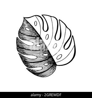 Monstera Blatt dekorative Kontur Silhouette Hand Zeichnung kritzeln, isoliert, weißer Hintergrund. Vektorgrafik Stock Vektor