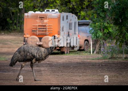 Emu-Spaziergang durch den Campingplatz am Hann River Roadhouse, Cape York Peninsula, North Queensland Stockfoto