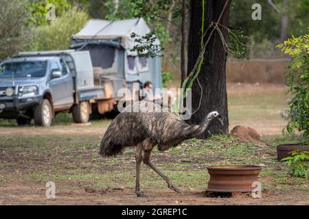 Emu-Spaziergang durch den Campingplatz am Hann River Roadhouse, Cape York Peninsula, North Queensland Stockfoto