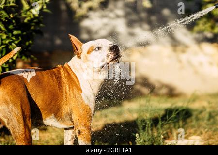 Hund bekommt einen Wasserstrahl aus einem Schlauch im Garten Stockfoto