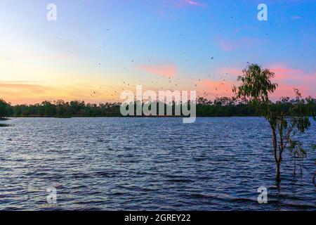 Vögel, die im frühen Morgenlicht über den Lake Patricia fliegen, Weipa, Cape York Peninsula, North Queensland, Australien Stockfoto