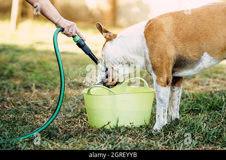 Braun und weiß gefährliche Rasse Hund Trinkwasser aus einem Schlauch im Freien Stockfoto