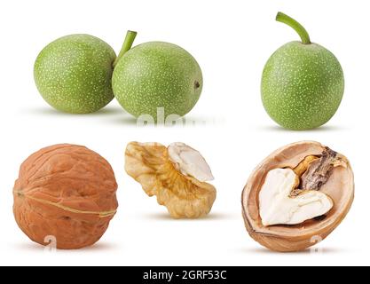 Set jungen grünen Nussbaum ganze, geschält, in der Hälfte isoliert auf weißem Hintergrund geschnitten. Beschneidungspfad. Volle Schärfentiefe. Stockfoto