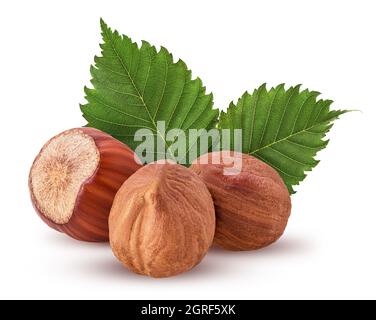 Zwei geschälte und eine in Schale Haselnuss mit Blatt. Frischer organischer Filbert isoliert auf weißem Hintergrund. Beschneidungspfad. Volle Schärfentiefe. Stockfoto