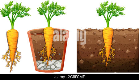 Set von Karottenpflanze mit Blättern isoliert auf weißem Hintergrund Stock Vektor