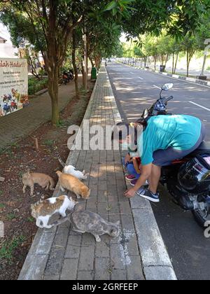 Photo Editorial, 26. September 2021, East Jakarta, Indonesien, Kinder und ihre Mutter füttern Strohkatzen Stockfoto