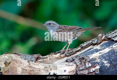 Dunnock auf Nahrungssuche im Wald Stockfoto