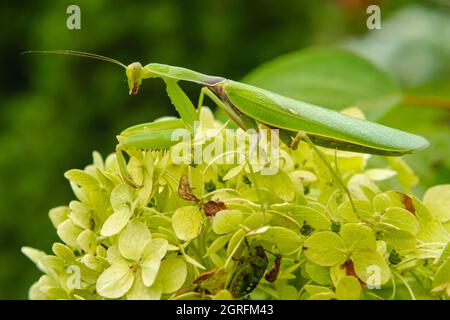 Eine große grüne Gottesanbeterin sitzt auf den grünen Blättern einer Blume. Seitenansicht. Unscharfer Hintergrund. Das Konzept der wilden Insekten Stockfoto