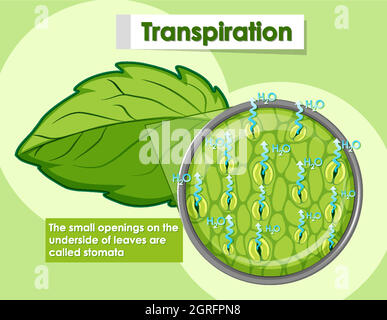 Diagramm mit Details zur Pflanzzelle Stock Vektor