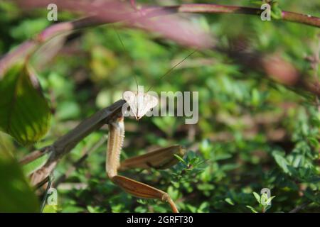 Erwachsene Gottesanbeterin, die im Sommergarten nach Beute jagt. Stockfoto