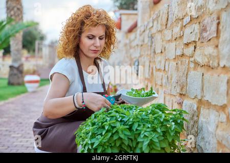 Schöne Frau im Garten schneidet würzige Basilikumkräuter Stockfoto