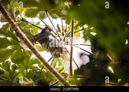 Frankreich, Guyana, Rémire-Montjoly, Rorota Trail, Aï oder Dreizehen-Faultier (Bradypus tridactylus) in einem Trompeten- oder Kanonenholz oder Coulequin (Cecropia peltata) Stockfoto