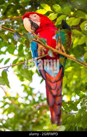 Frankreich, Französisch-Guayana, Saül, Parc Amazonien de Guyane, Scharlachara (Ara macao) Stockfoto