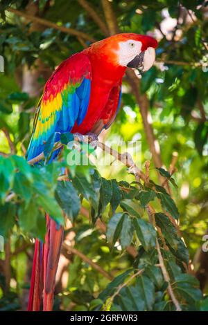 Frankreich, Französisch-Guayana, Saül, Parc Amazonien de Guyane, Scharlachara (Ara macao) Stockfoto