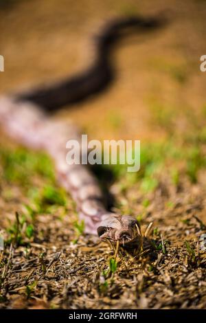 Frankreich, Französisch-Guayana, Saül, Parc Amazonien de Guyane, Boa constrictor (Boa constrictor) Stockfoto