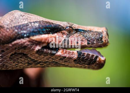 Frankreich, Französisch-Guayana, Saül, Parc Amazonien de Guyane, Boa constrictor (Boa constrictor) Stockfoto