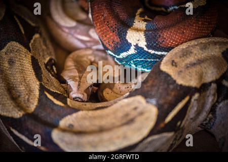 Frankreich, Französisch-Guayana, Saül, Parc Amazonien de Guyane, Boa constrictor (Boa constrictor) Stockfoto