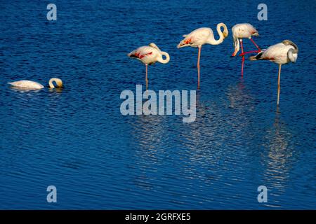 Frankreich, Bouches du Rhone, Camargue, Les Saintes Marie de la Mer, rosa Flamingos im Vogelschutzpark der Pont de Gau Stockfoto