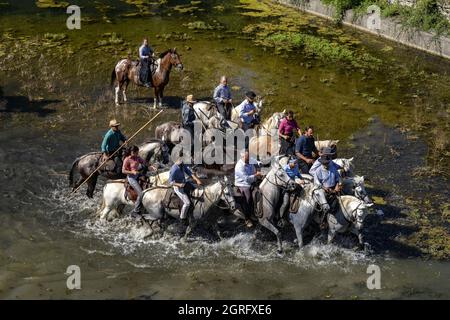 Frankreich, Herault, Sauve, Überquerung des Flusses mit Bullen Stockfoto