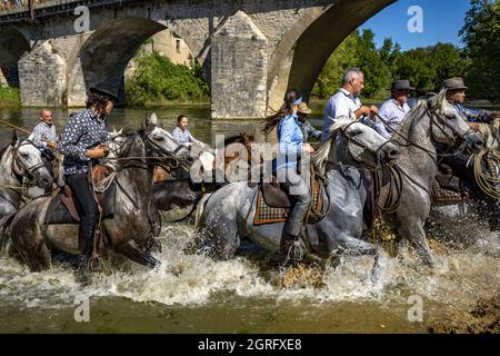 Frankreich, Herault, Sauve, Überquerung des Flusses mit Bullen Stockfoto