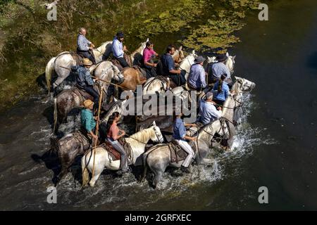 Frankreich, Herault, Sauve, Überquerung des Flusses mit Bullen Stockfoto