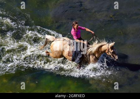 Frankreich, Herault, Sauve, Überquerung des Flusses mit Bullen Stockfoto