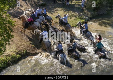 Frankreich, Herault, Sauve, Überquerung des Flusses mit Bullen Stockfoto