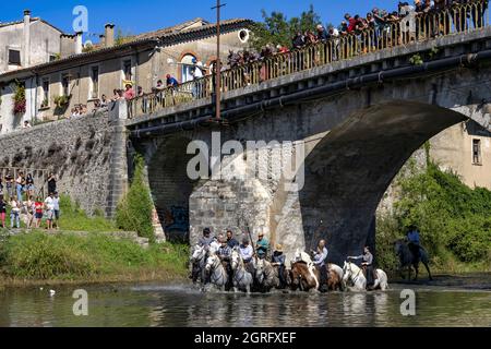 Frankreich, Herault, Sauve, Überquerung des Flusses mit Bullen Stockfoto