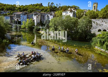 Frankreich, Herault, Sauve, Überquerung des Flusses mit Bullen Stockfoto