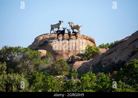 Frankreich, Corse du Sud, Domaine de Murtoli, Wildziegen Stockfoto